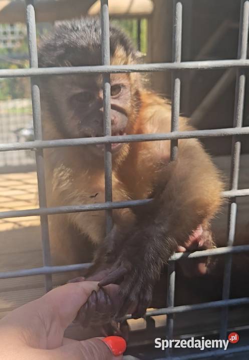 Kapucynki dorosłe Bielsko-Biała