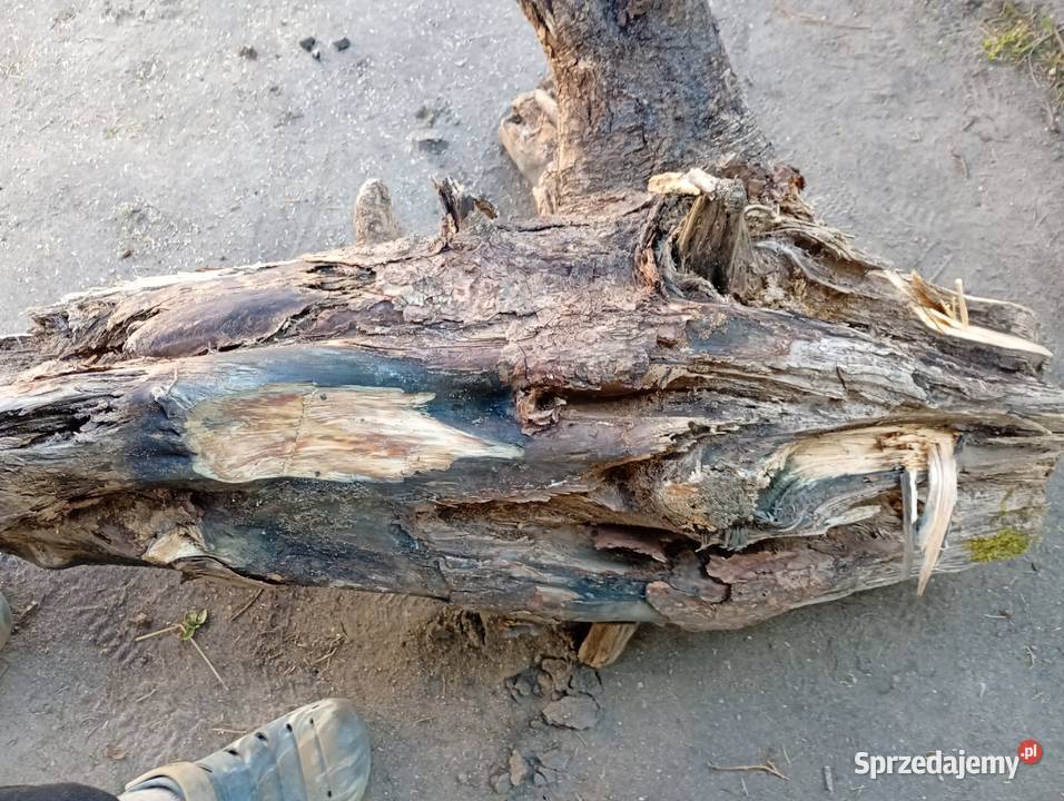 Korzeń drzazgi rozpałka Tyłowo