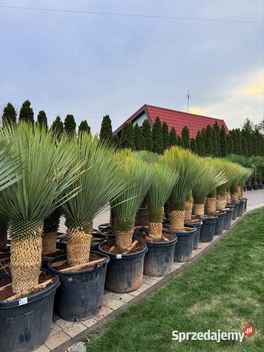Yucca Rostrata juka Rostrata mrozoodporna do Dudki sprzedam