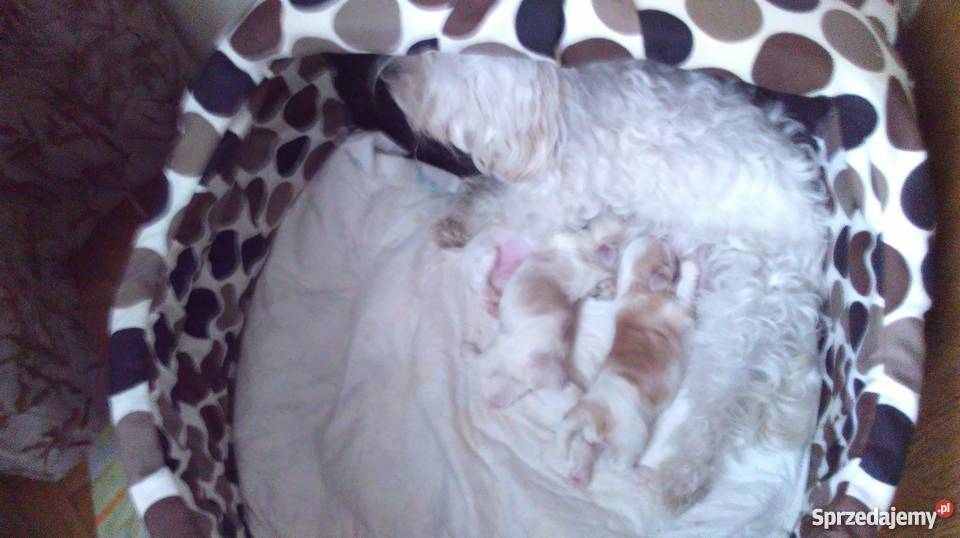 Śliczny piesek maltańczykhawańczyk dwumiesięczny Lublin