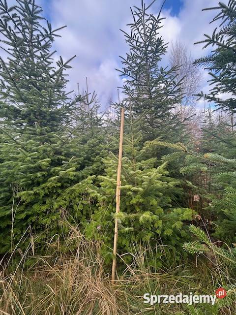 Choinki jodła kaukaska Konary