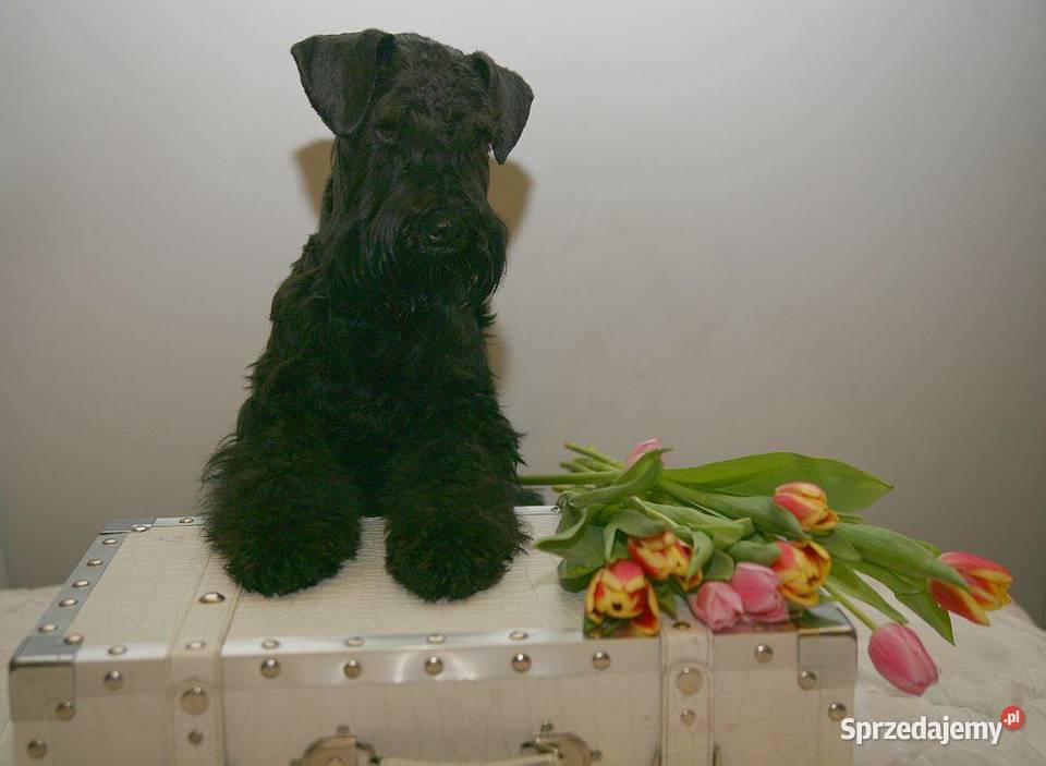 SZNAUCERY MINIATUROWE czarne maluszki z metryką Sznaucer Słomniki