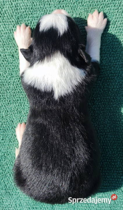 Prześliczna Suczka BORDER COLLIE pełna dok super Psy Iwonicz sprzedam