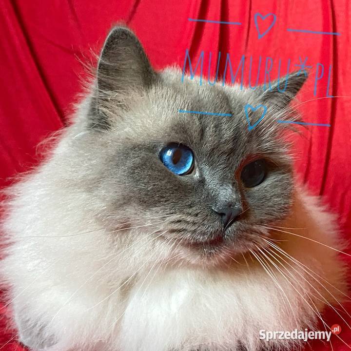 Cudowny ragdoll kocur hodowla FPL rodowód Gorzów Wielkopolski