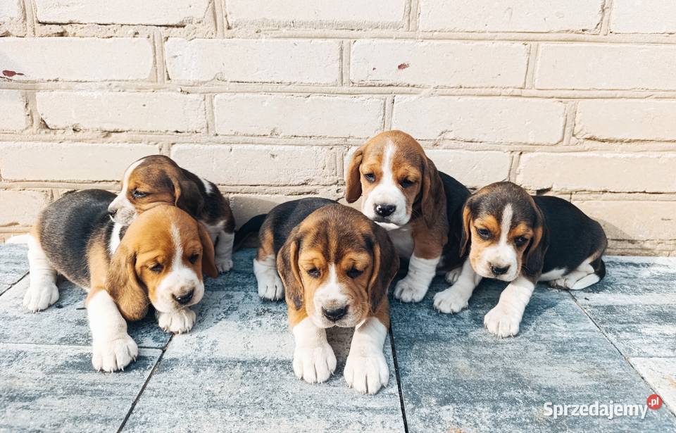 Beagle tricolor szczeniak Beagle mazowieckie Sokołów Podlaski