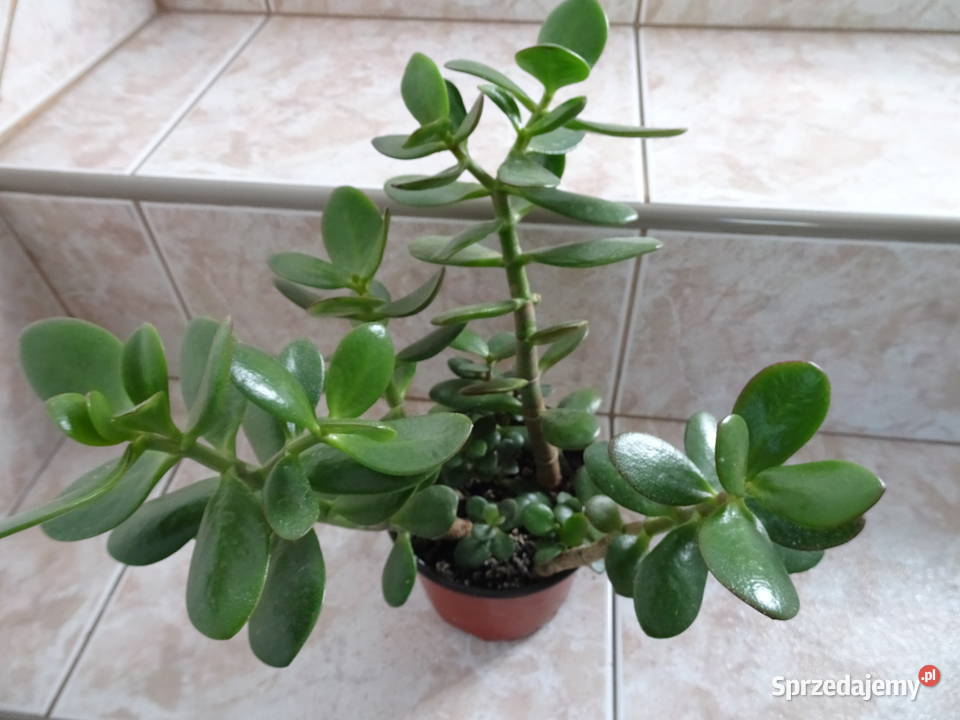 grubosz drzewko szczęścia crassula sprzedam