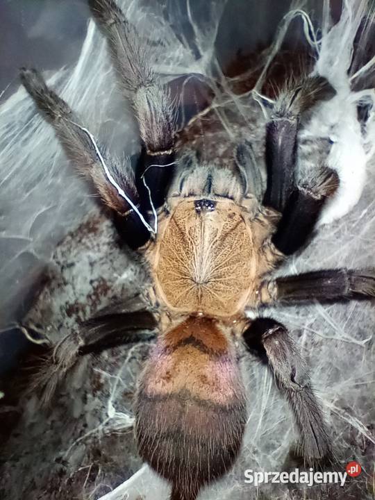 GRATISY! chilobrachys fimbriatus samica 5.5dc pająk ptasznik