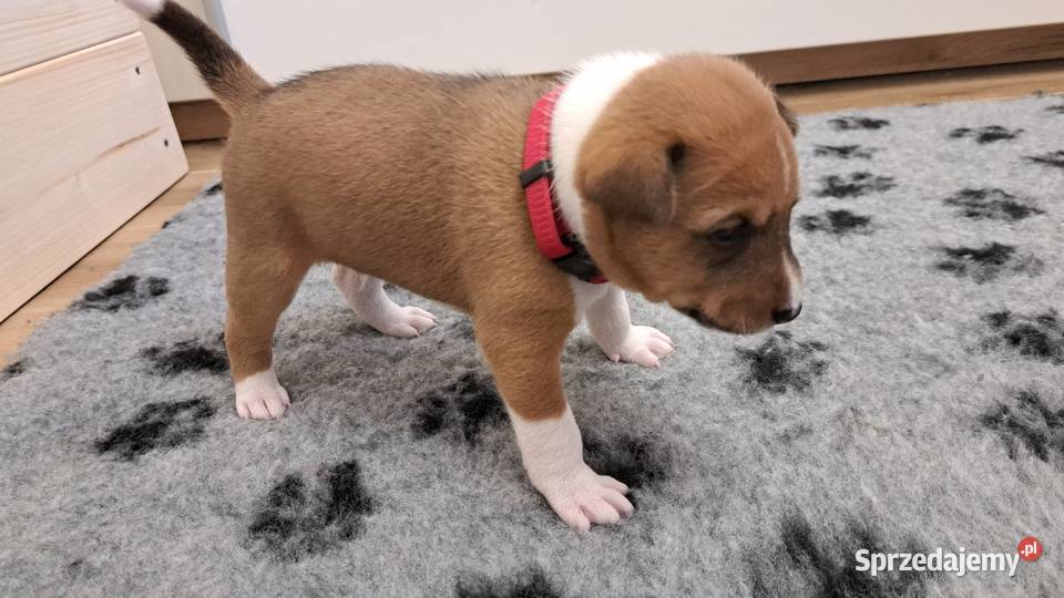 Basenji szczenię