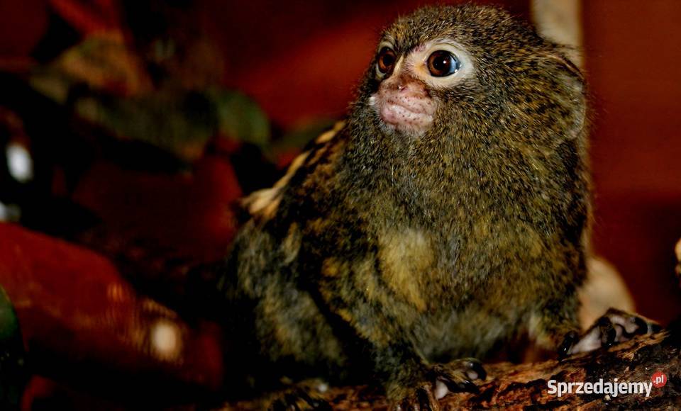 Pigmejka Karłowata (Cebuella pygmaea) MŁODE - najmniejsza małpka świata