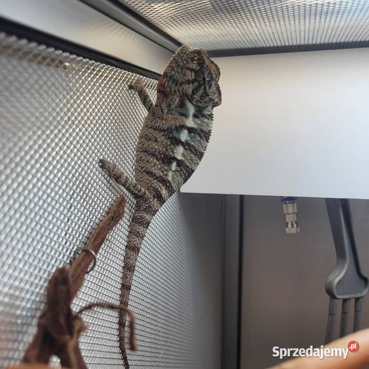 Kameleon lamparci Nosy faly Gady i płazy Koszalin sprzedam