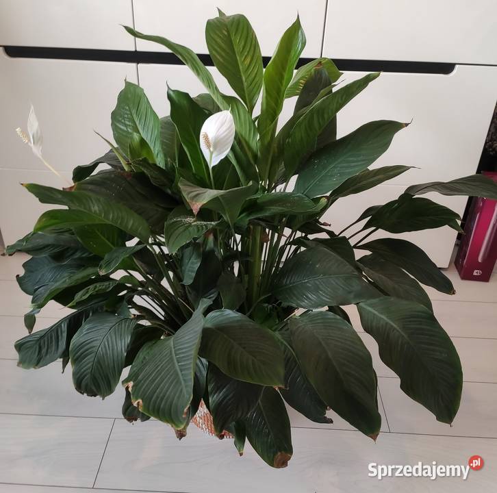 Skrzydłokwiat Spathiphyllum
