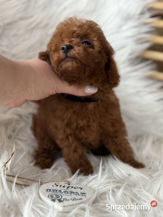 Pudel Toy piesek małopolskie