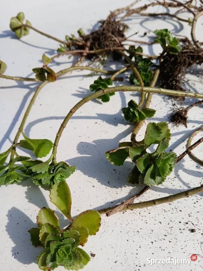 Rozchodnik kaukaski na skalniak do donic Nowy Sącz