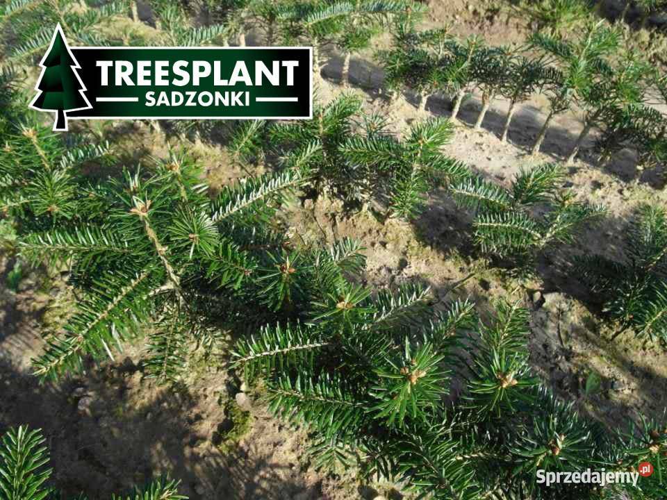 Jodła Kaukaska 1220 sadzonki na plantacje świerk Leśnictwo Poznań