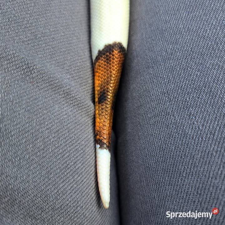 Samiczka Mahogany Black Pastel Pied 2025 Bydgoszcz