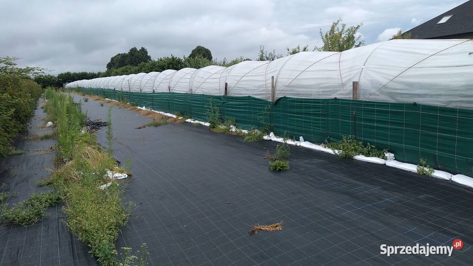 Konstrukcja uprawy truskawek na rynnach śląskie Waleńczów sprzedam