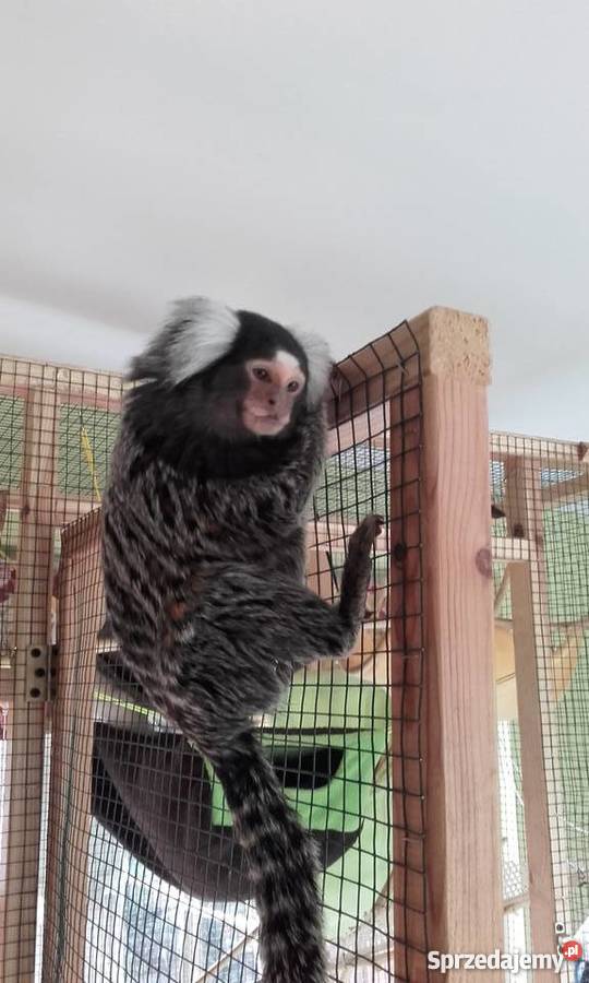 Małpka marmozeta Wrocław sprzedam