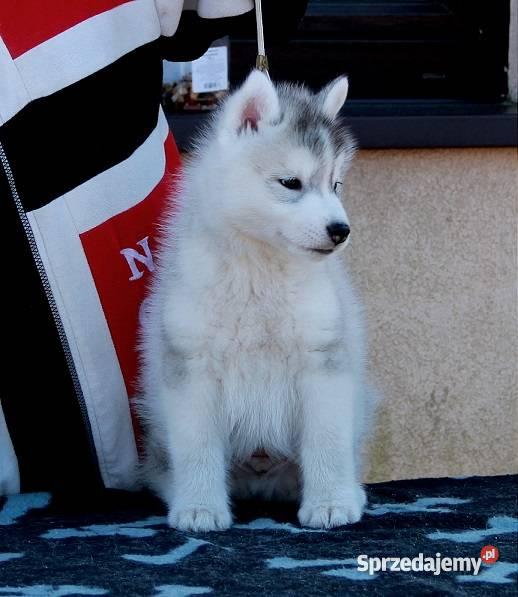 Siberian Husky piekne szczenieta z rodowodem FCI Kraków
