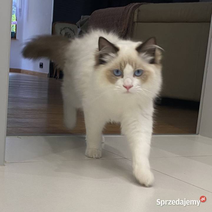Kocurek Ragdoll gotowy do przeprowadzki 6 Tychy