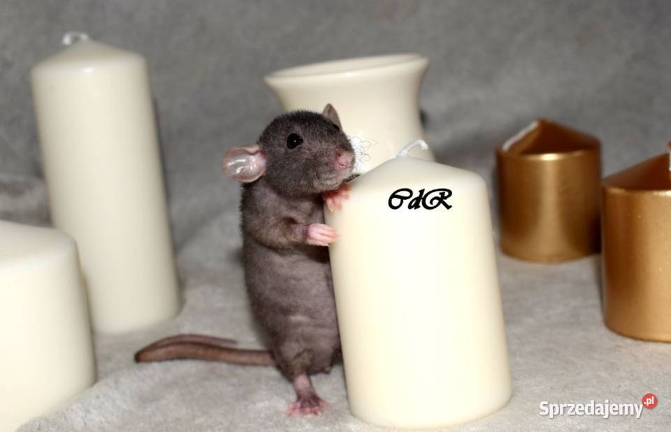 Szczury szczurki szczur dumbo dumbo rex Wrocław