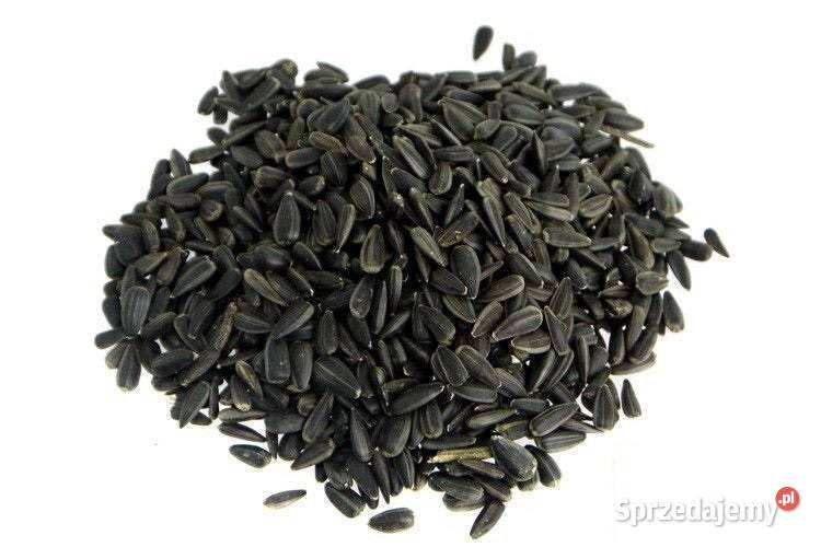 Słonecznik czarny ptaków na zimę 5 karma ptaków mazowieckie sprzedam