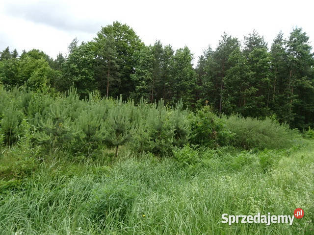 Syndyk sprzeda udziały 316 316 Sadek 90