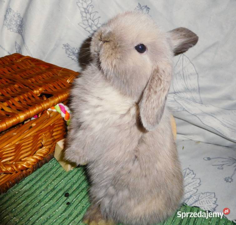 Piękne króliczki Mini Lop Gryzonie wielkopolskie Poznań sprzedam