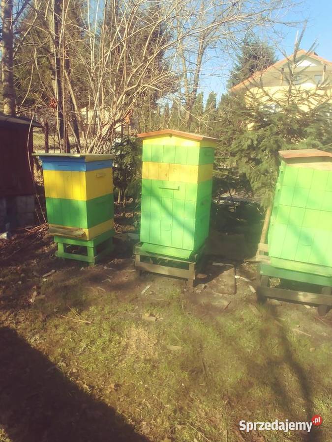 Ule wielkopolskie Brzozów