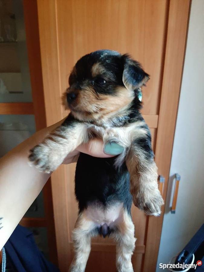 Okazja Yorkshire terrier mazowieckie Baniocha sprzedam