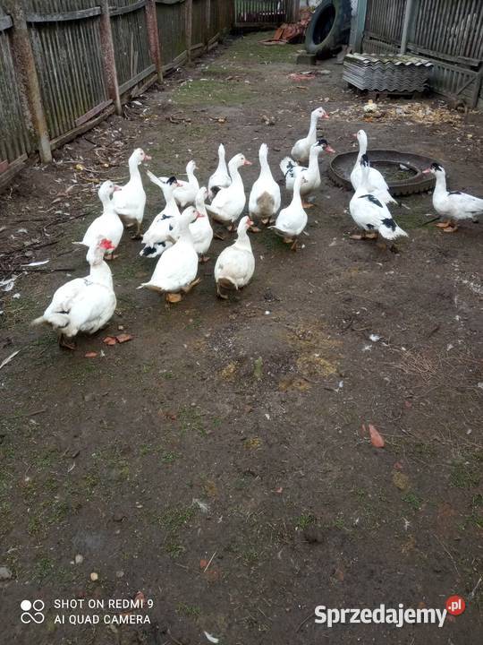 Kaczki Francuskie Dulcza Mała