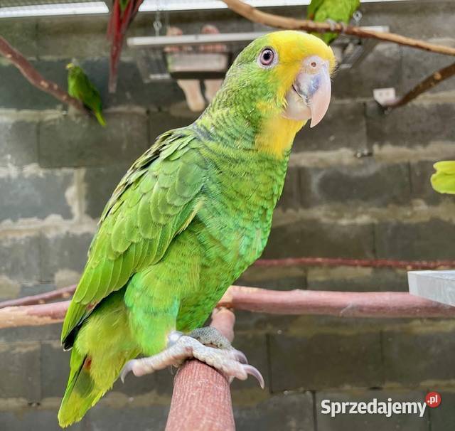 Amazonki oratrix Park Papug Kraków