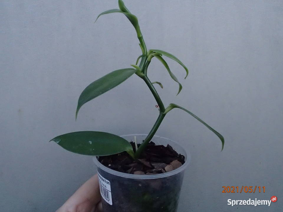 Sadzonka wanilii w doniczce storczyk Szczawin sprzedam