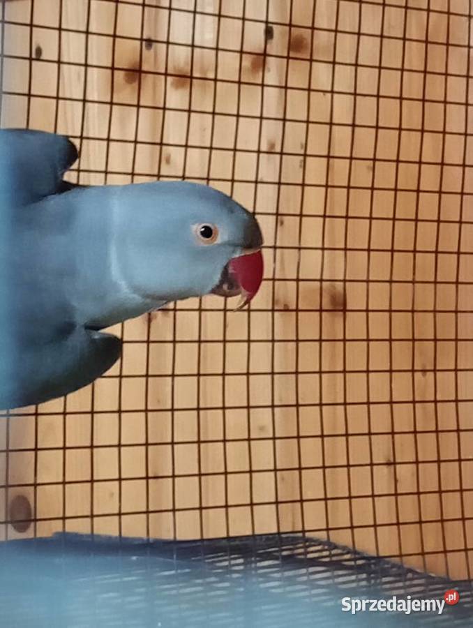 Aleksandretta GO 25r Kamień Górowski