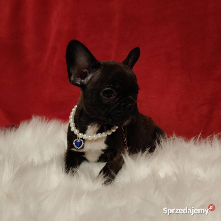 Buldog francuski przebadanych rodzicach Łańcut