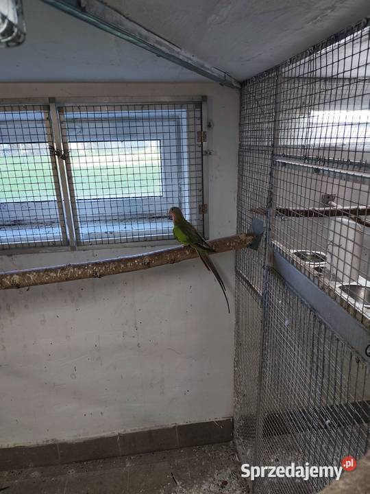 Księżniczki walii młode 2425 całe stado