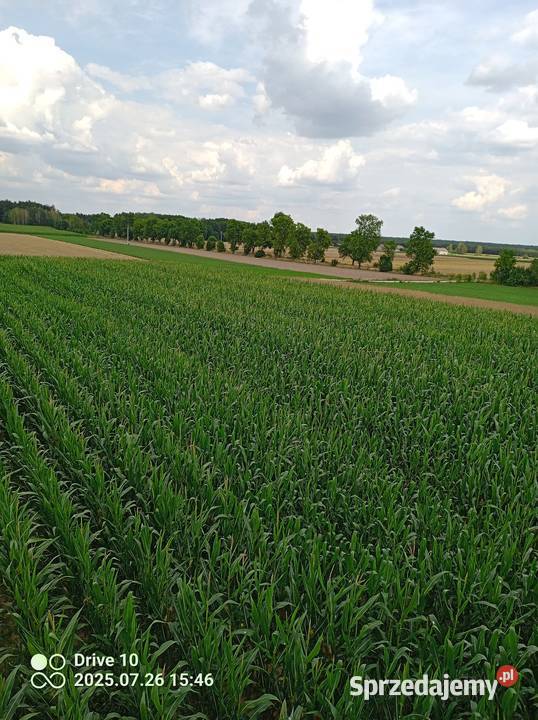 Kukurydza z pola Wólka Krzykowska