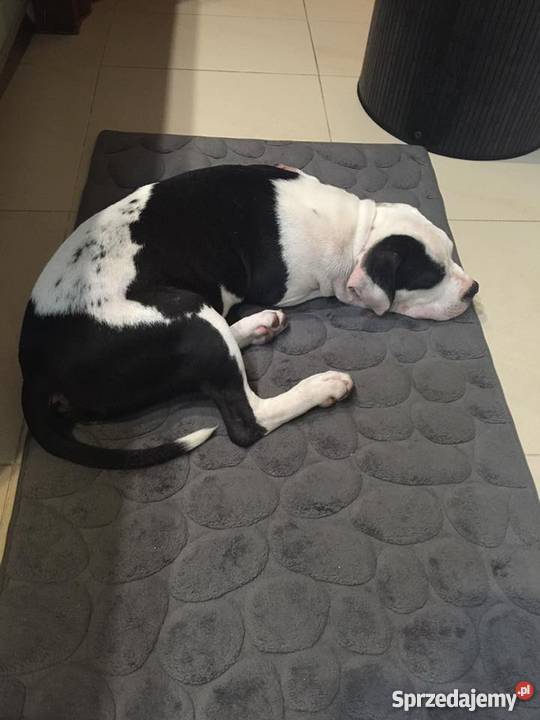 Śliczny Amstaff z rodowodem 4 miesięczny