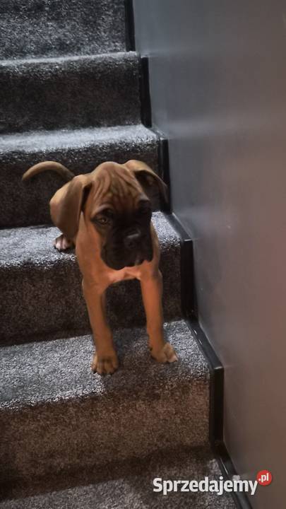 Bokser szczeniak o imieniu hodowlanym Boss Pabianice