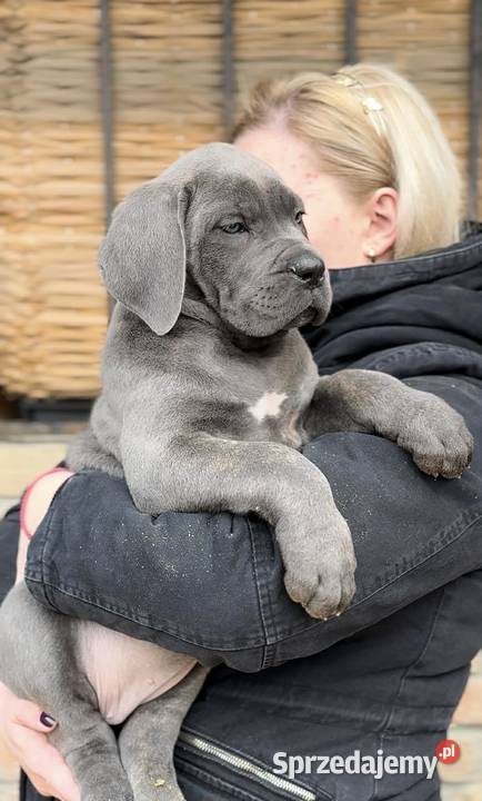 Cane Corso Szczenięta na sprzedaż