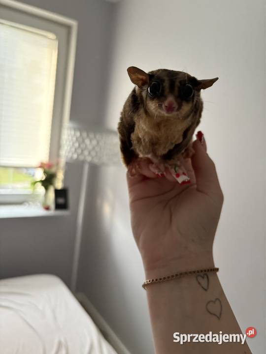 Lotopałanka Lotopałanki wiewiórka dorosła para Poznań