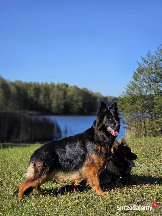 Trzyletnia suka owczarka niemieckiego Hultajewo