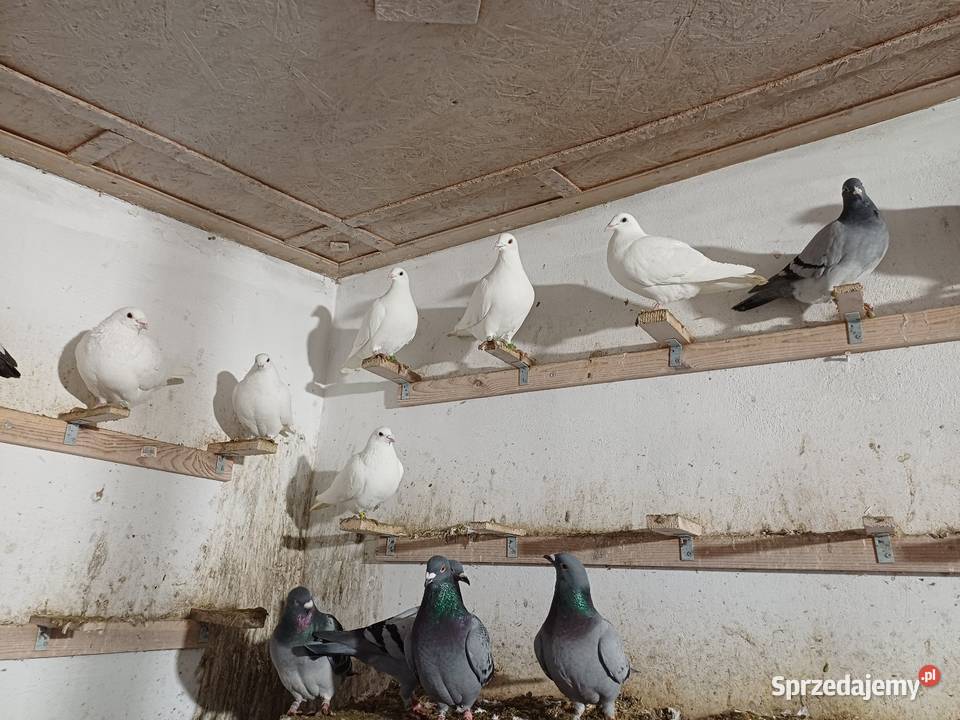 Gołębie Pocztowe likwidacja hodowli Wejsce