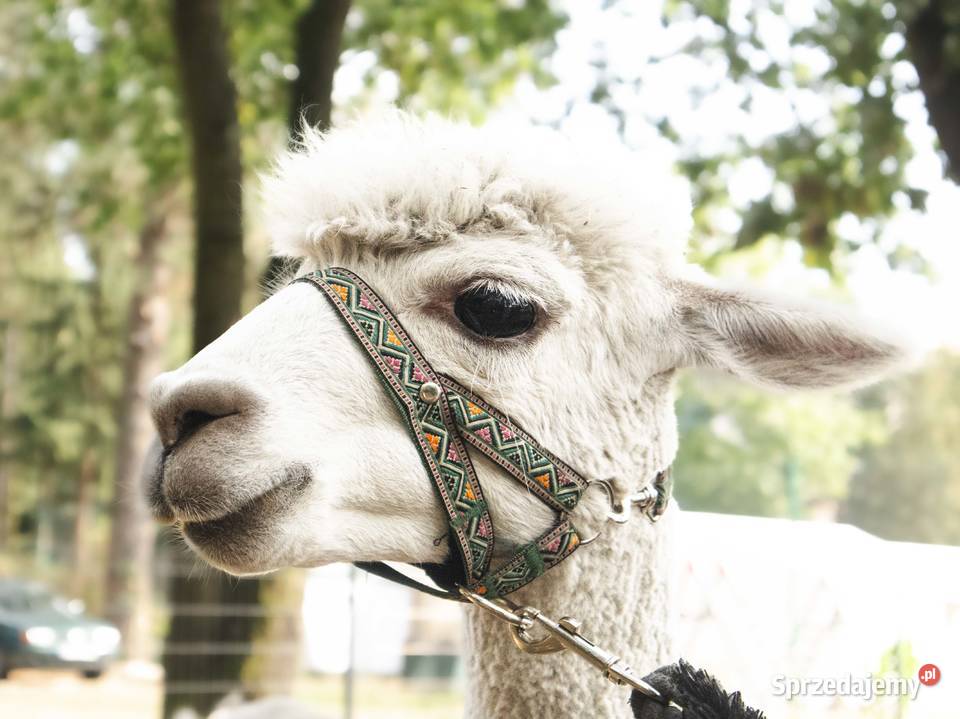 Sprzedam piękną alpakę samiec alpaki Warszawa