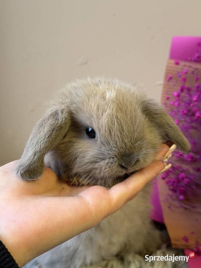 mini lop króliczek miniaturka karzełek Wadowice