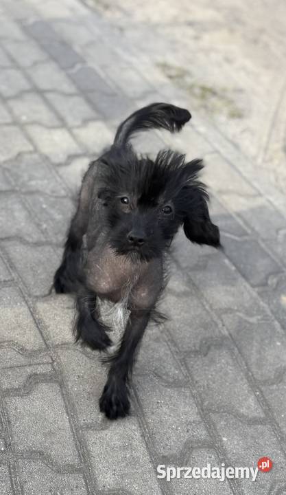 Grzywacz chiński xolo łysy łysy nagi opolskie Brzeg