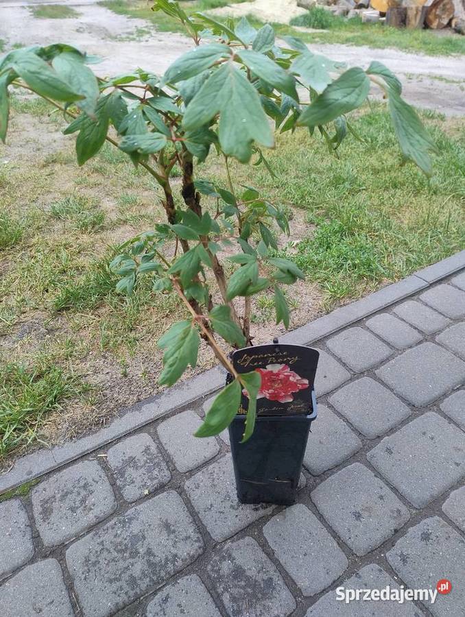Duże rośliny wieloletnie do ogrodu podkarpackie