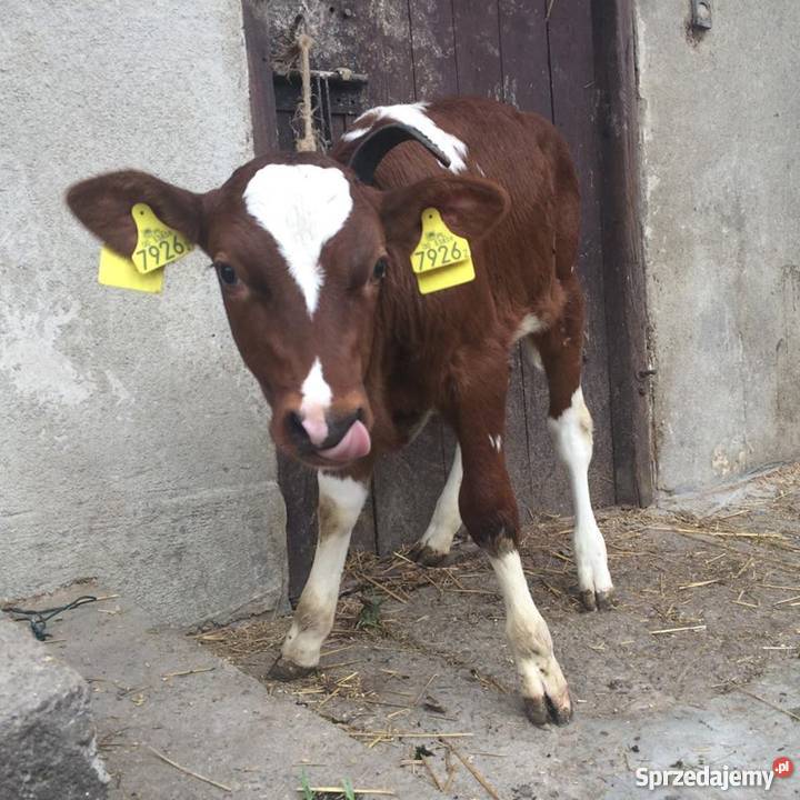 sprzedam cieliczkę ciele cielaki krowie Wadowice