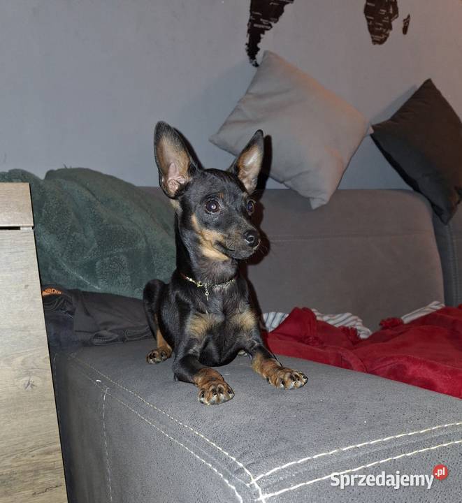 Sunia pinczer ratlerek miniaturka