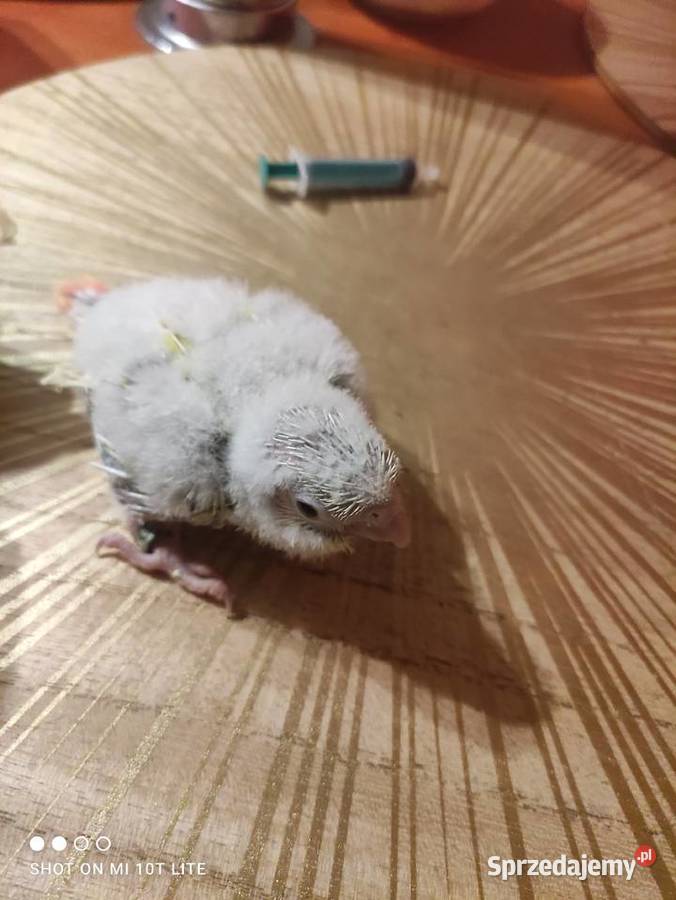 Rudosterki ręcznie karmione sprzedam Zgierz