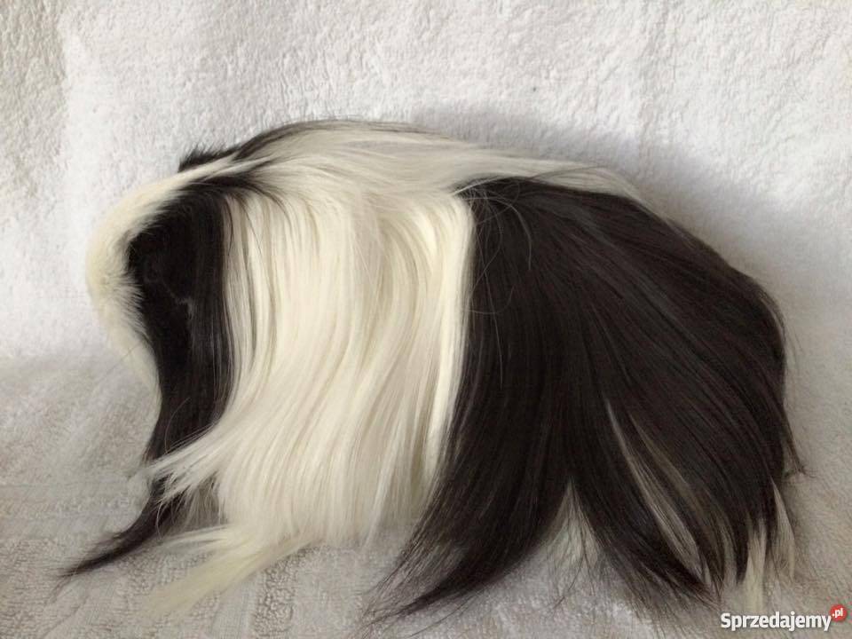 Rasowe świnki morskie sheltie Samiczki dolnośląskie Wrocław